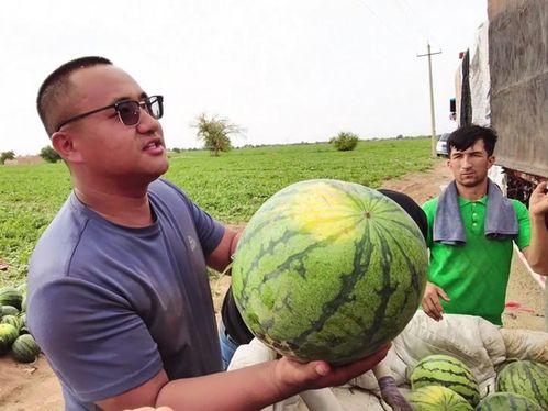 天天吃瓜视频大全,笑看娱乐圈风云变幻