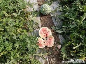 安徽亳州吃瓜,探寻安徽亳州的夏日美食之旅