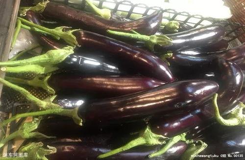 小茄子吃瓜,小茄子与瓜果乐园的奇幻之旅