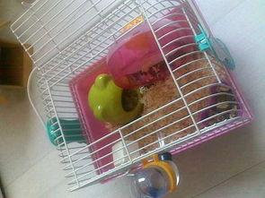 仓鼠可以吃生瓜,探索仓鼠的美食世界