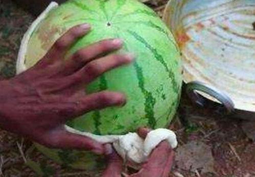 吃瓜光吃皮,揭秘吃瓜新风尚