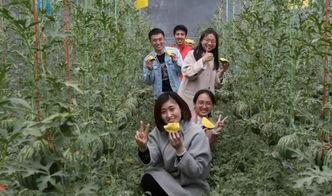 在家旅游吃瓜群众,吃瓜群众乐享云端盛宴