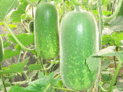 瓜哥吃十捆线面,美食之旅再升级