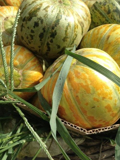 面瓜现在可以吃吗,现在正是品尝佳期