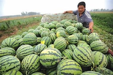 梦见瓜地里吃瓜卖瓜,瓜地里的甜蜜买卖之旅