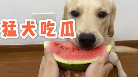 哈皮不会吃瓜,一场不吃瓜的趣味之旅