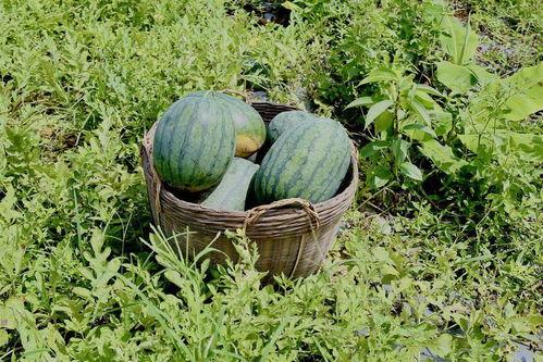 瓜农急寻找吃瓜,共享夏日甜蜜盛宴