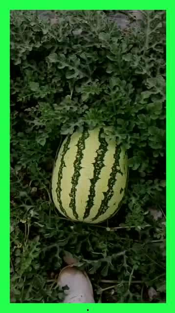 陪拍吃瓜,揭秘娱乐圈幕后故事