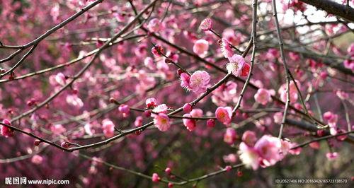 梅花 七吃瓜视频,揭秘美食背后的趣味故事