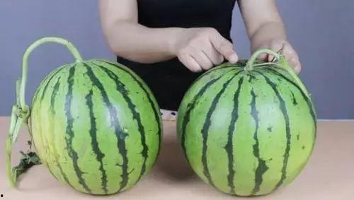 小时候吃甜的瓜会长胖吗,童年甜蜜瓜果与体重增长的关联探讨