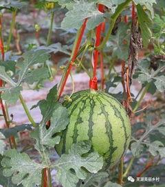 吃大瓜福利,畅享美食盛宴，尽享优惠惊喜！