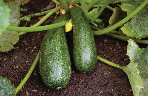 秋季吃哪三瓜,吃好这三瓜，健康一整秋