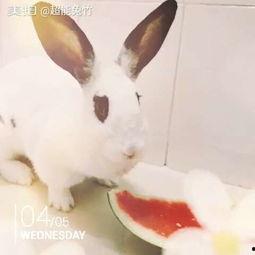 兔二吃瓜,揭秘娱乐圈那些不为人知的幕后故事